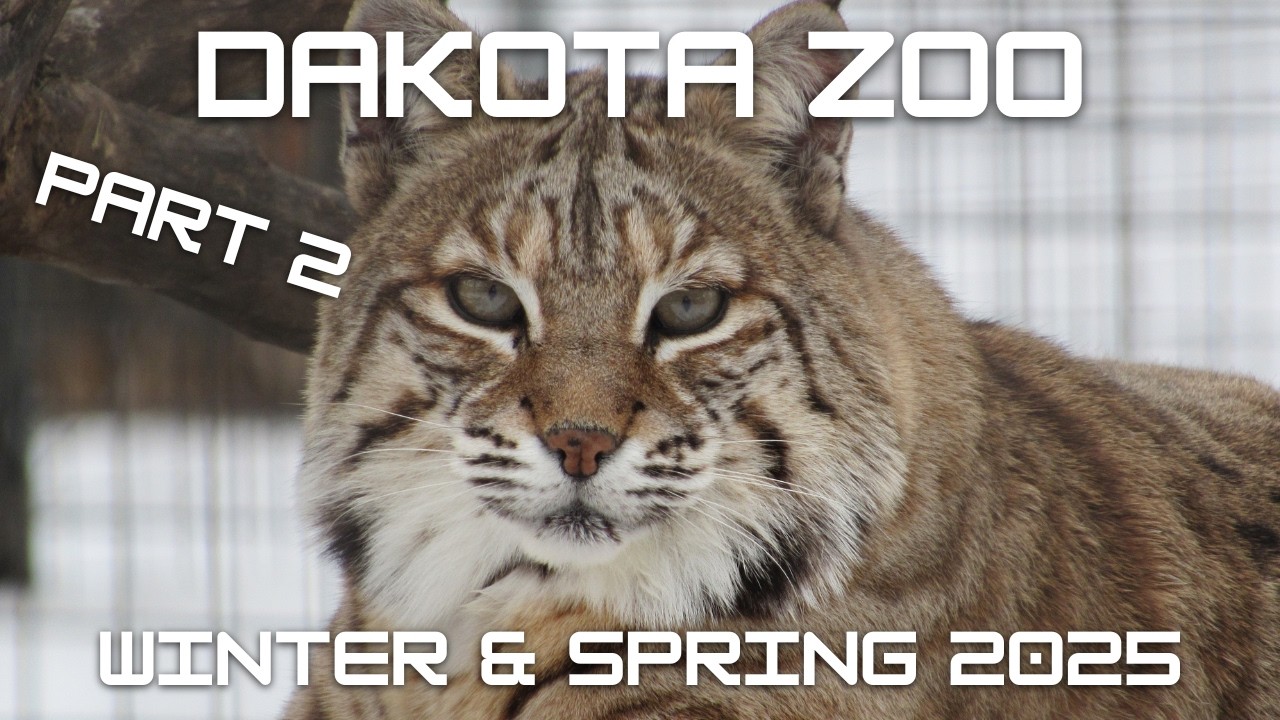 Dakota Zoo | Winter & Spring 2025 Part Two