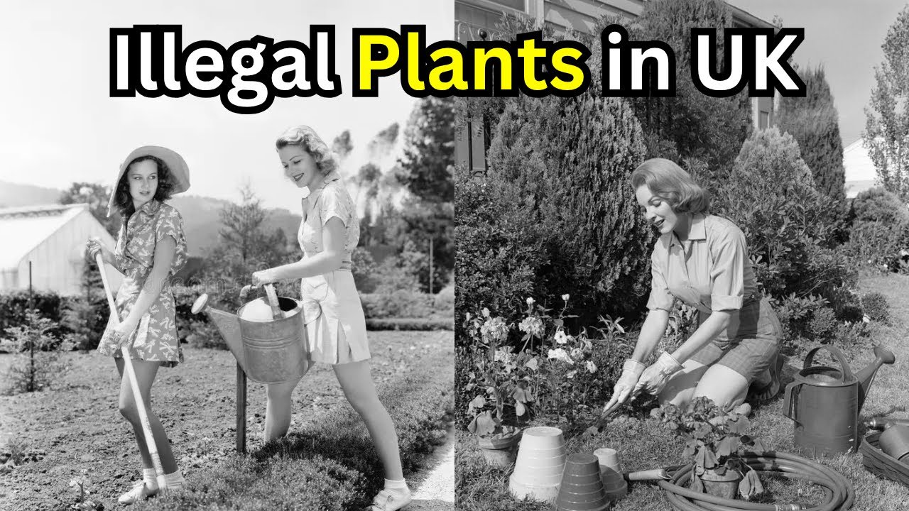 イギリスの庭で栽培できない違法植物15種