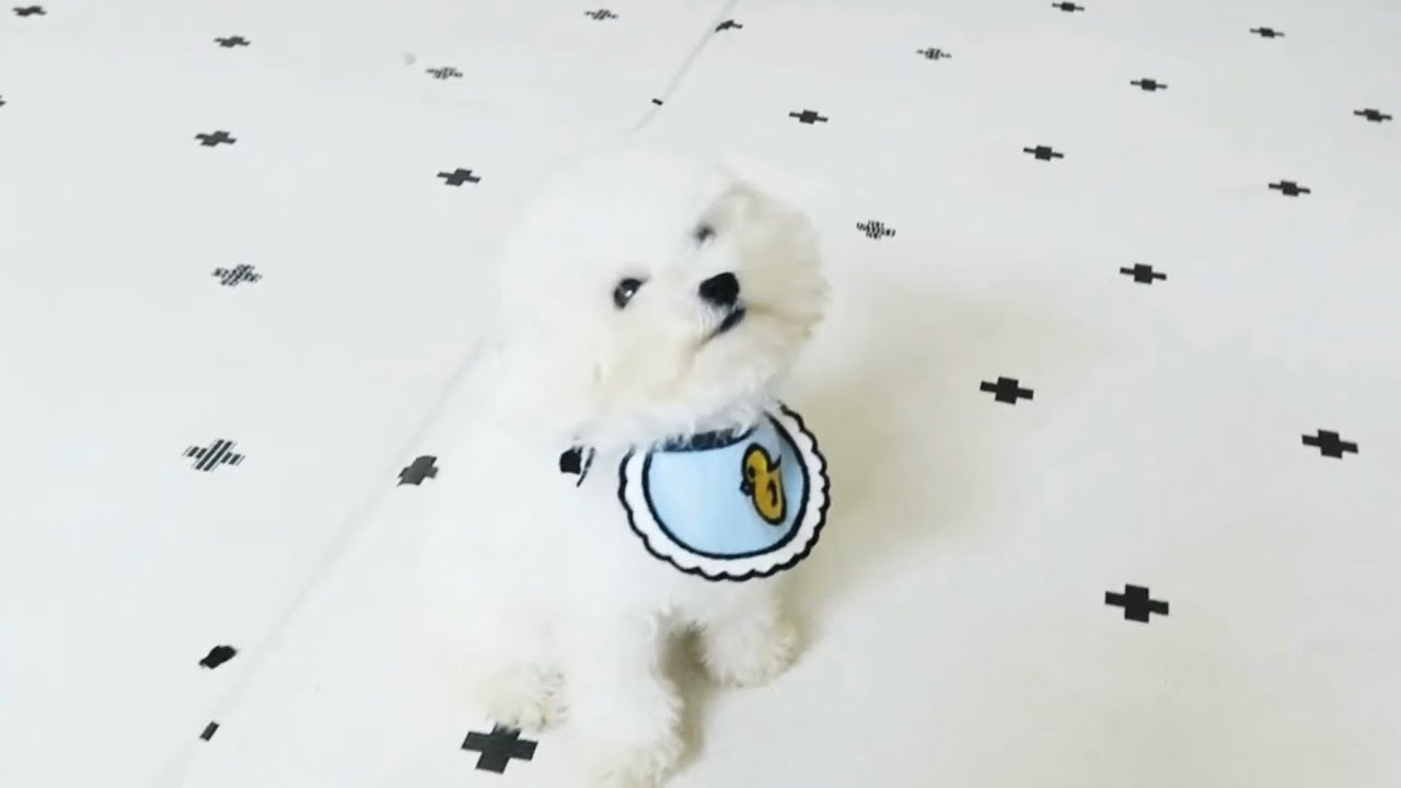 Handsome Korean Tiny Baby Puppy Mario 💙