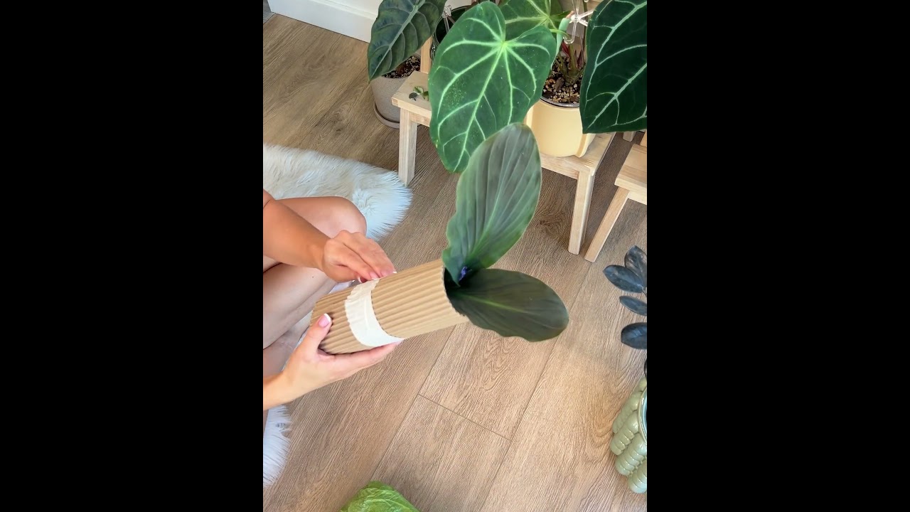 #plants #plantlover #garden #unboxing #распаковка