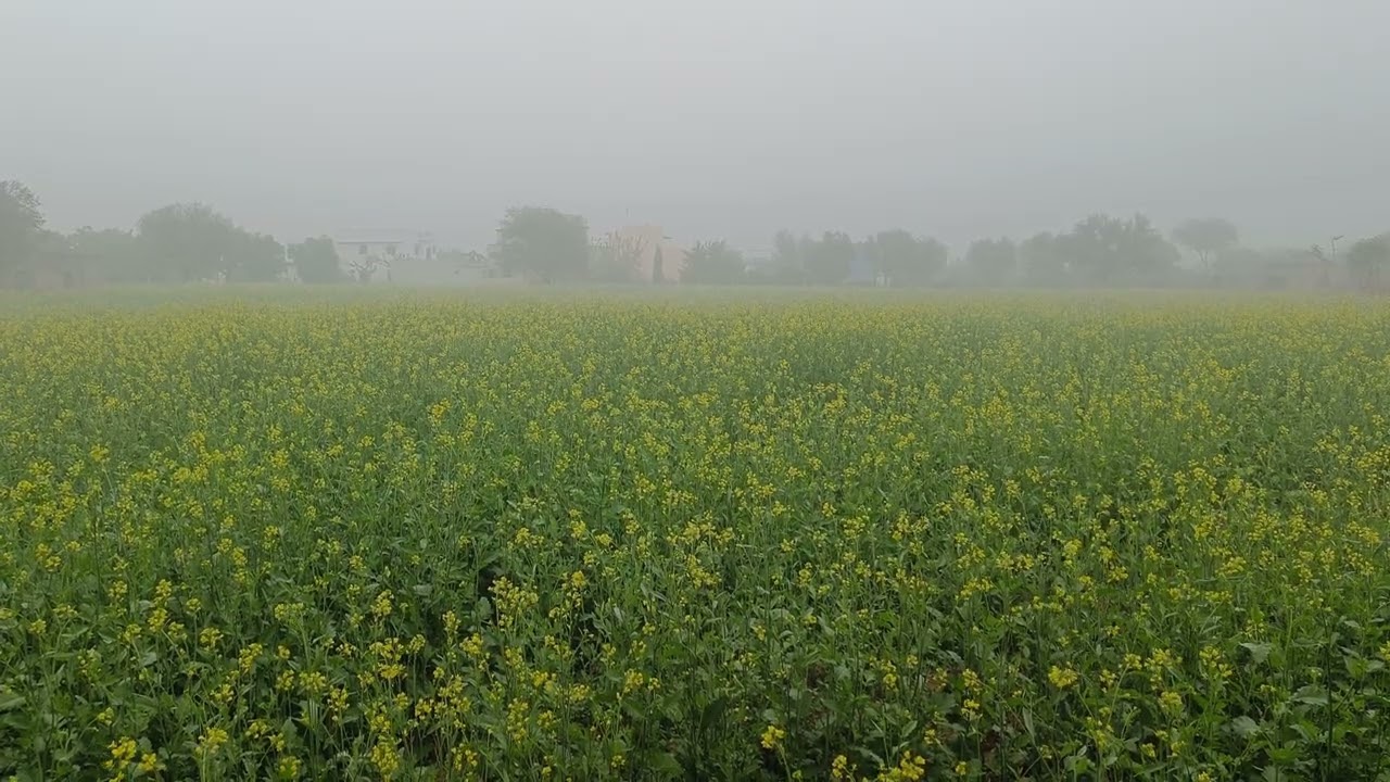 Ambience Of foggy morning in mustard farm 4K