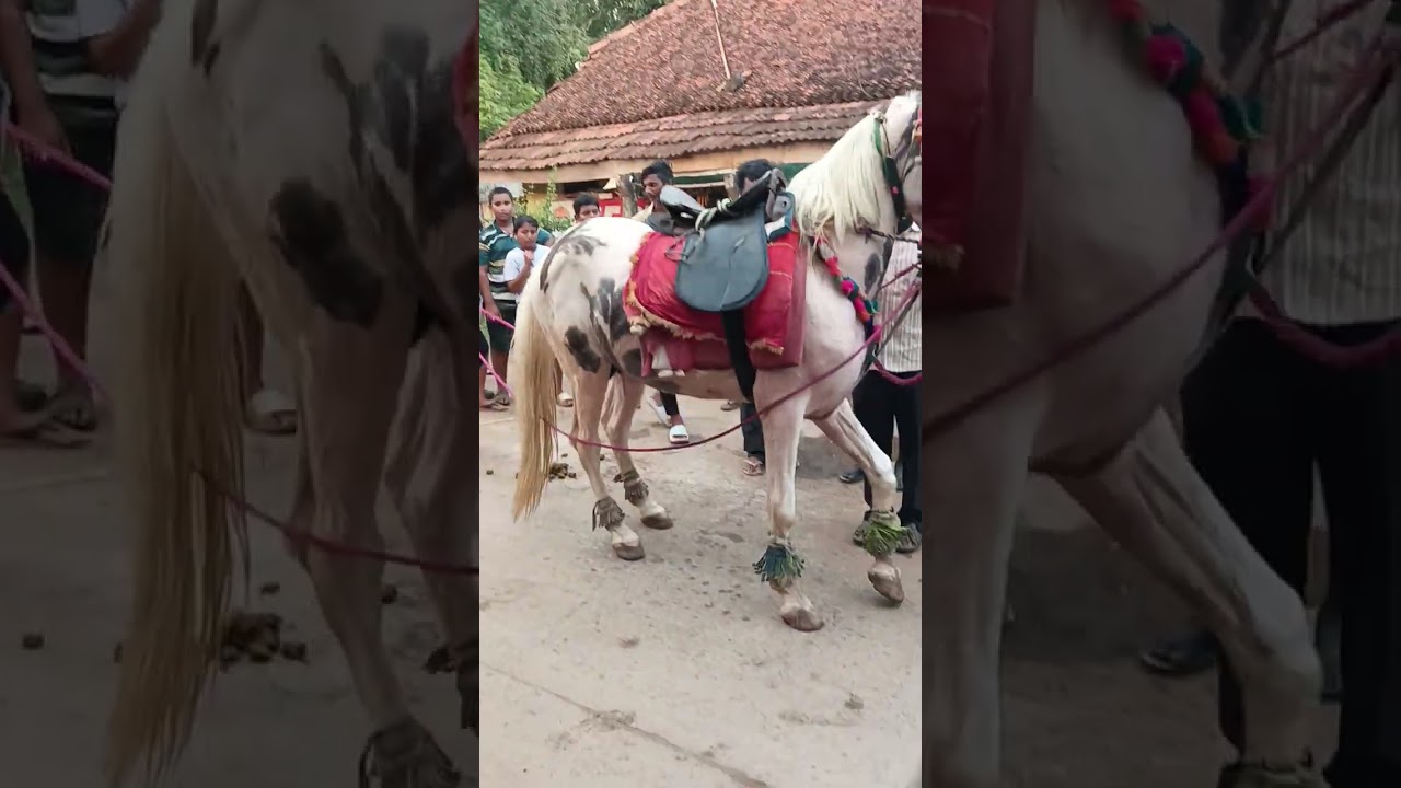 Paritala Ali horse dance 🐎🐎🐎👍👍🔥🔥🔥