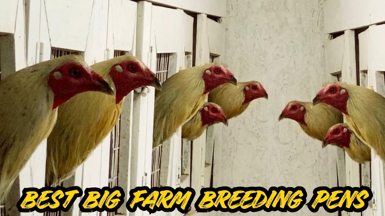 Top-Tier Outdoor Breeding Pens - Feeding Time Free Range Beautiful Shape Chicken Coop Outdoor  
