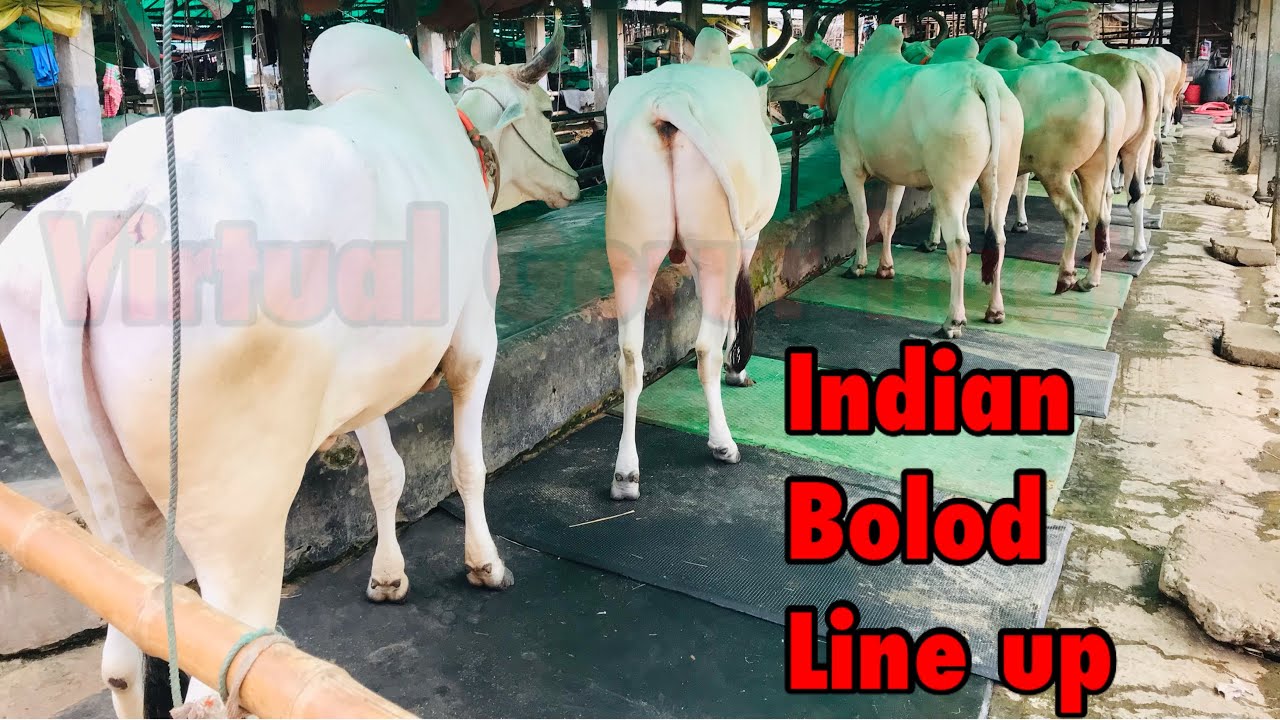 Indian bolod line up | Gabtoli Gorur haat 2022 | nepali bolod | Lal bolod | Boil |