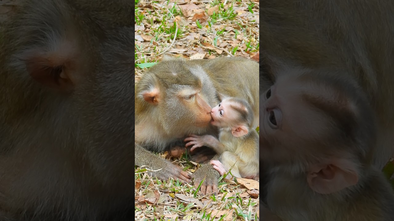 Sweet moment kiss mum to gain real love, clever by Levy warm up mum heart, even leave him voice mo