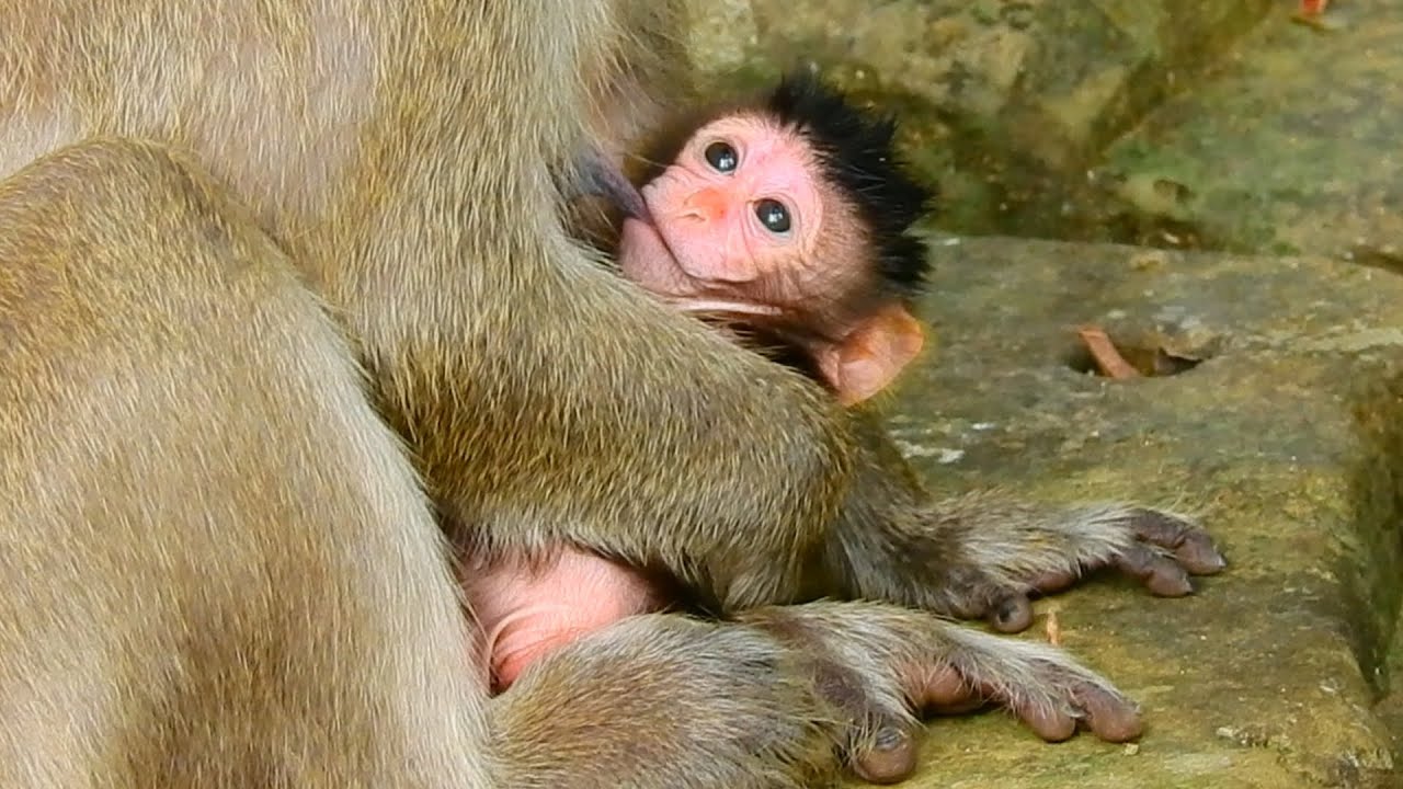 So Beautiful Mom Hugs and Breastfeed Her Baby In Her Warm Chest | Mom Look Really Love Her Newborn
