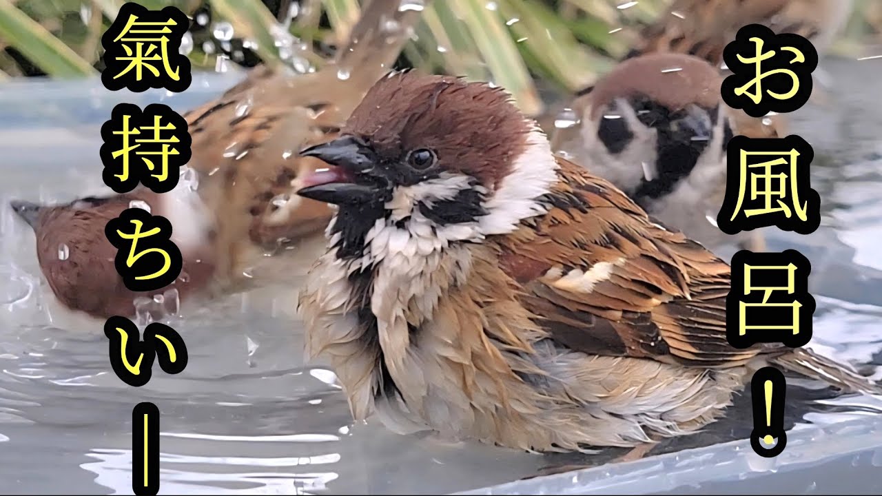 お風呂大好きスズメちゃん　【すずめ日記】