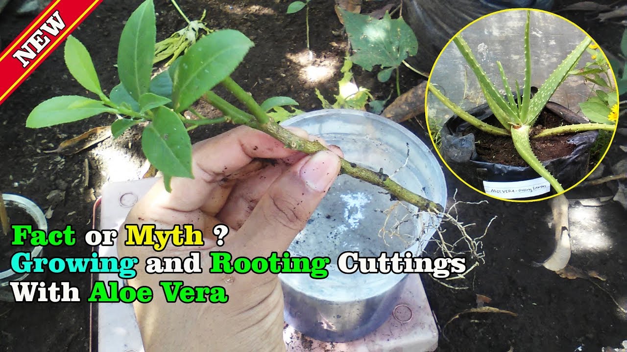 Aloe Vera For Natural Rooting Hormone | Fact Or Myth: Part#3 by Grafting Examples
