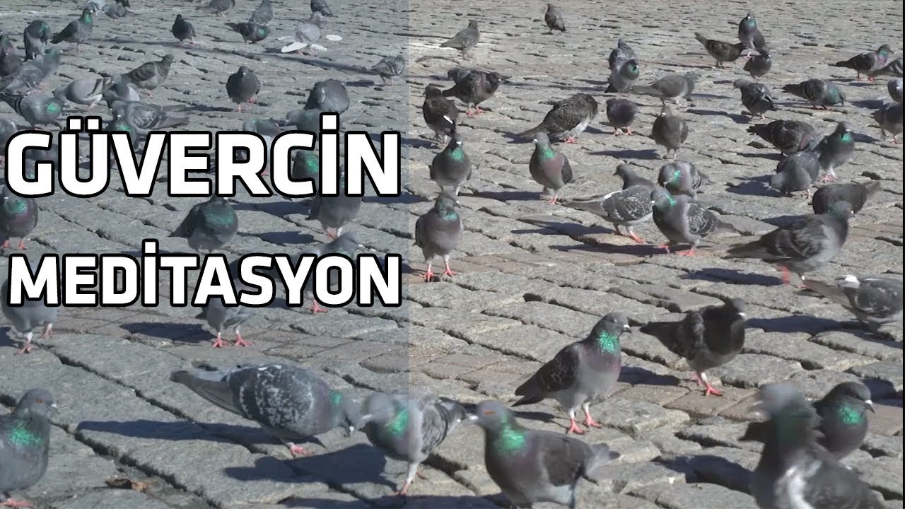 G&uuml;vercin Meditasyon I Rahatlatıcı M&uuml;zik