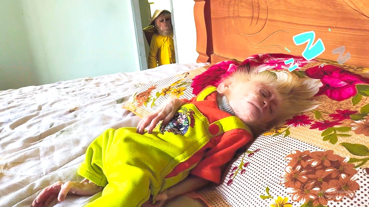 So Funny 😂 CUTIS’ Secret Plan While Baby Monkey Is Fast Asleep