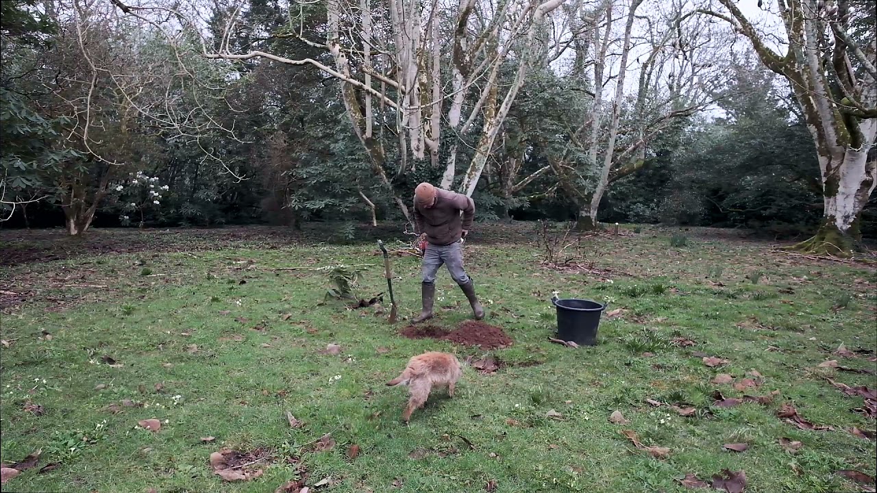 Lifting and replanting layers on Rhododendron ‘Duke of Cornwall’
