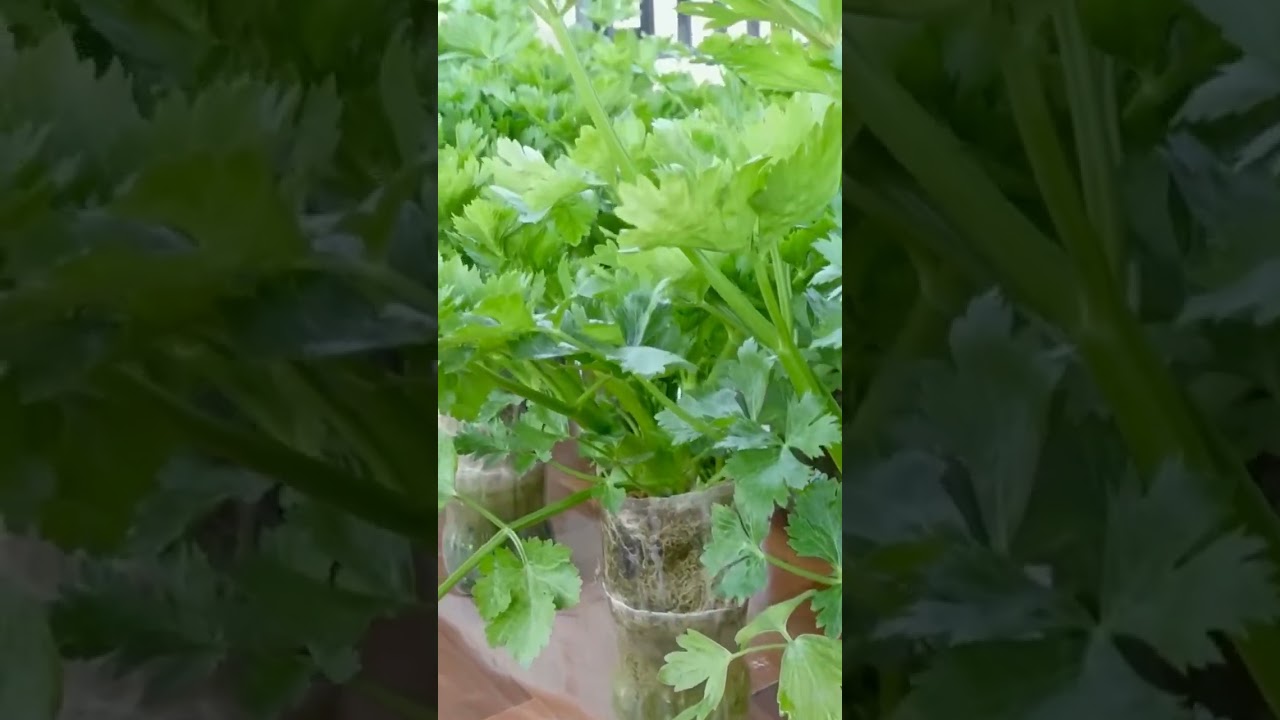 coriander leaves cultivation in unused bottle at home#uniqueagrotips #shorts