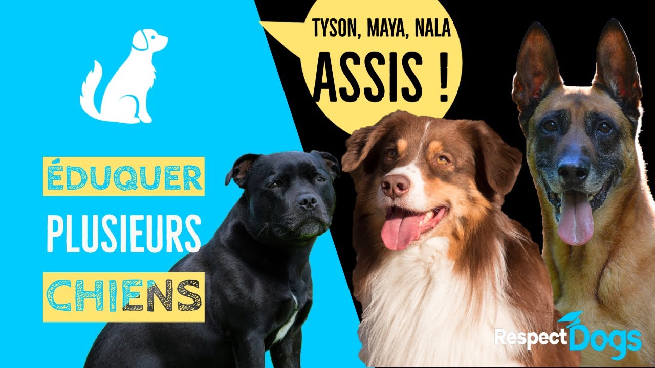 Plusieurs CHIENS &agrave; la maison : COMMENT les &Eacute;DUQUER ?