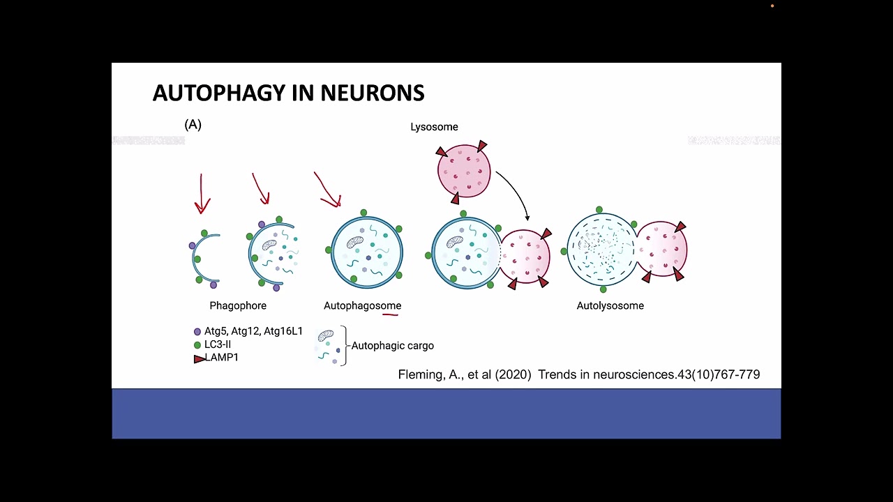 CH322 - Alzheimer’s Disease Part 2: Proteostasis Failure, Autophagy, and Lysosome Dysfunction