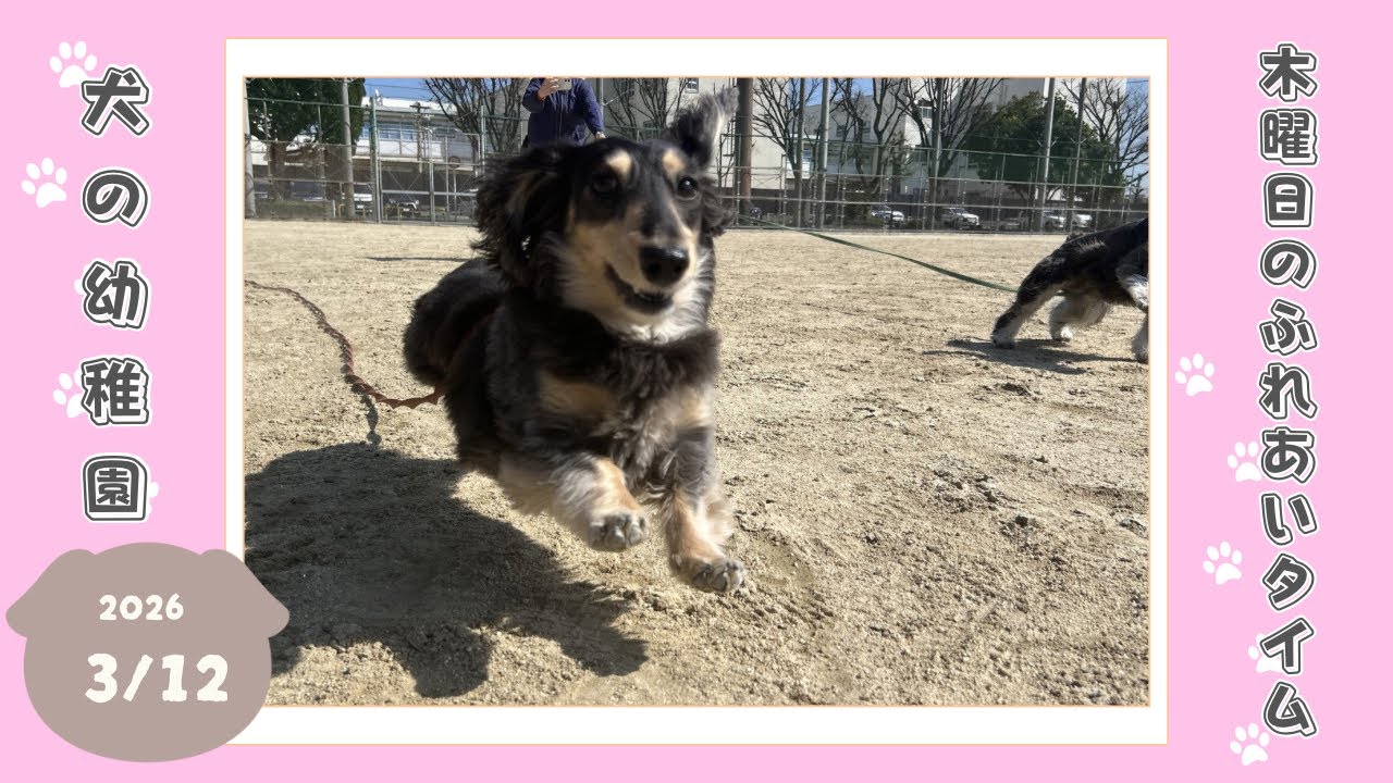 【犬の幼稚園】わんわんようちえん　木曜日のふれあいタイム