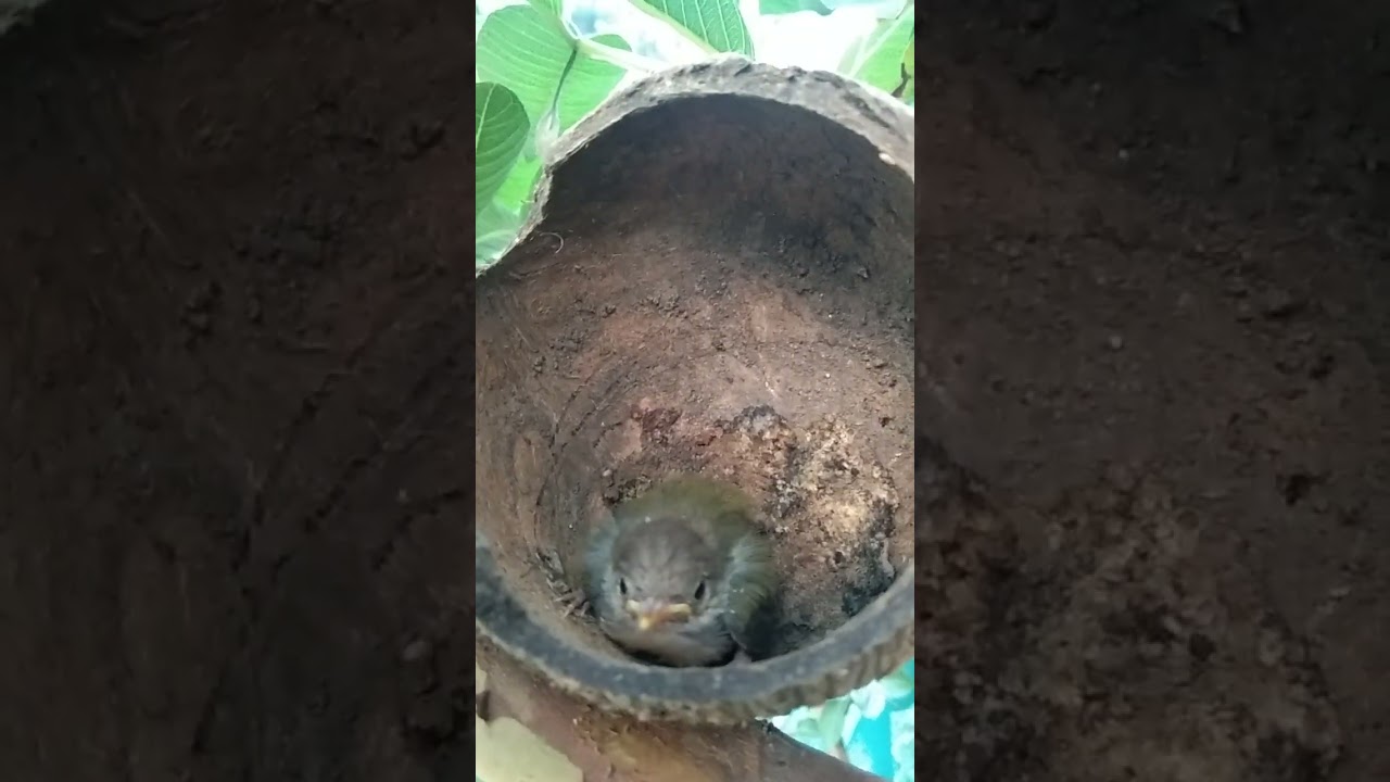 Baby bird in my Garden #viral #shots #youtubeshorts #birds