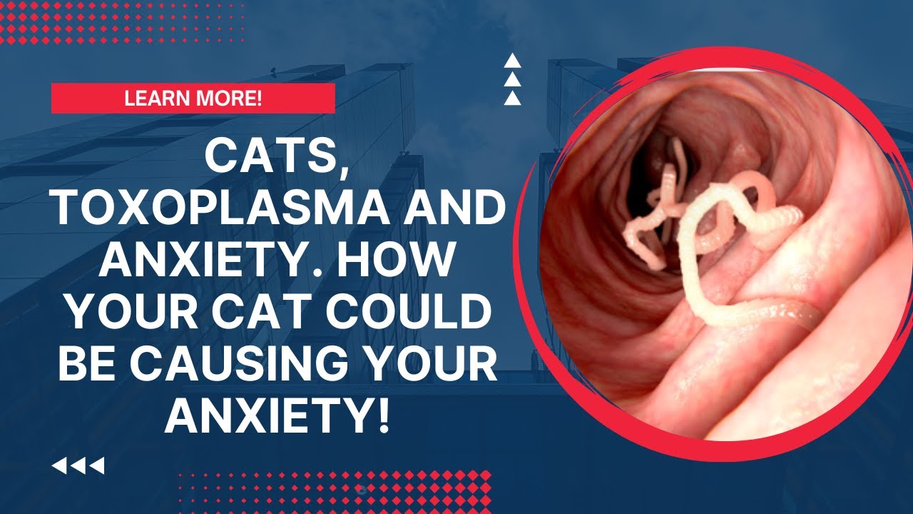 Cats, Toxoplasma and Anxiety. How Your Cat Could Be Causing Your Anxiety!
