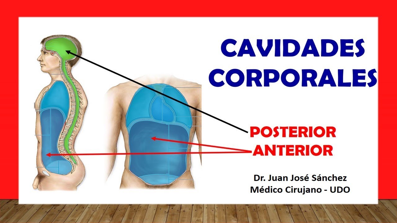 🥇 CAVIDADES CORPORALES EN ANATOM&Iacute;A, Subdivisiones. F&aacute;cil, R&aacute;pido y Sencillo