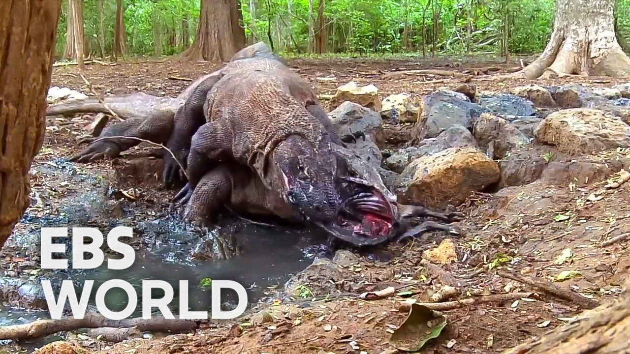 [ENG SUB] When Top Predators Starve Because Humans Destroy The Balance Of Nature #PICKDOCU