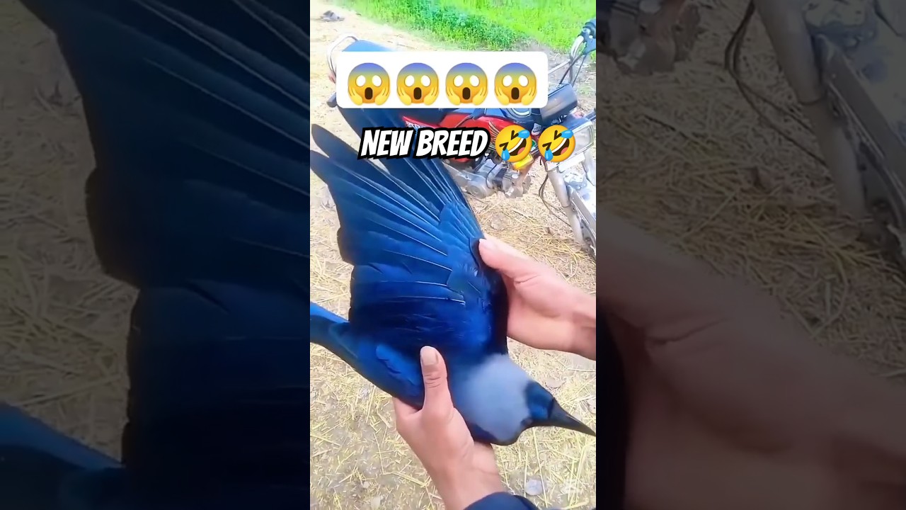 NEW BREED 🤣🤣#youtubeshort #pigeon #kabootarba #bird #bird #birdspecies #funnyvideo #comedy