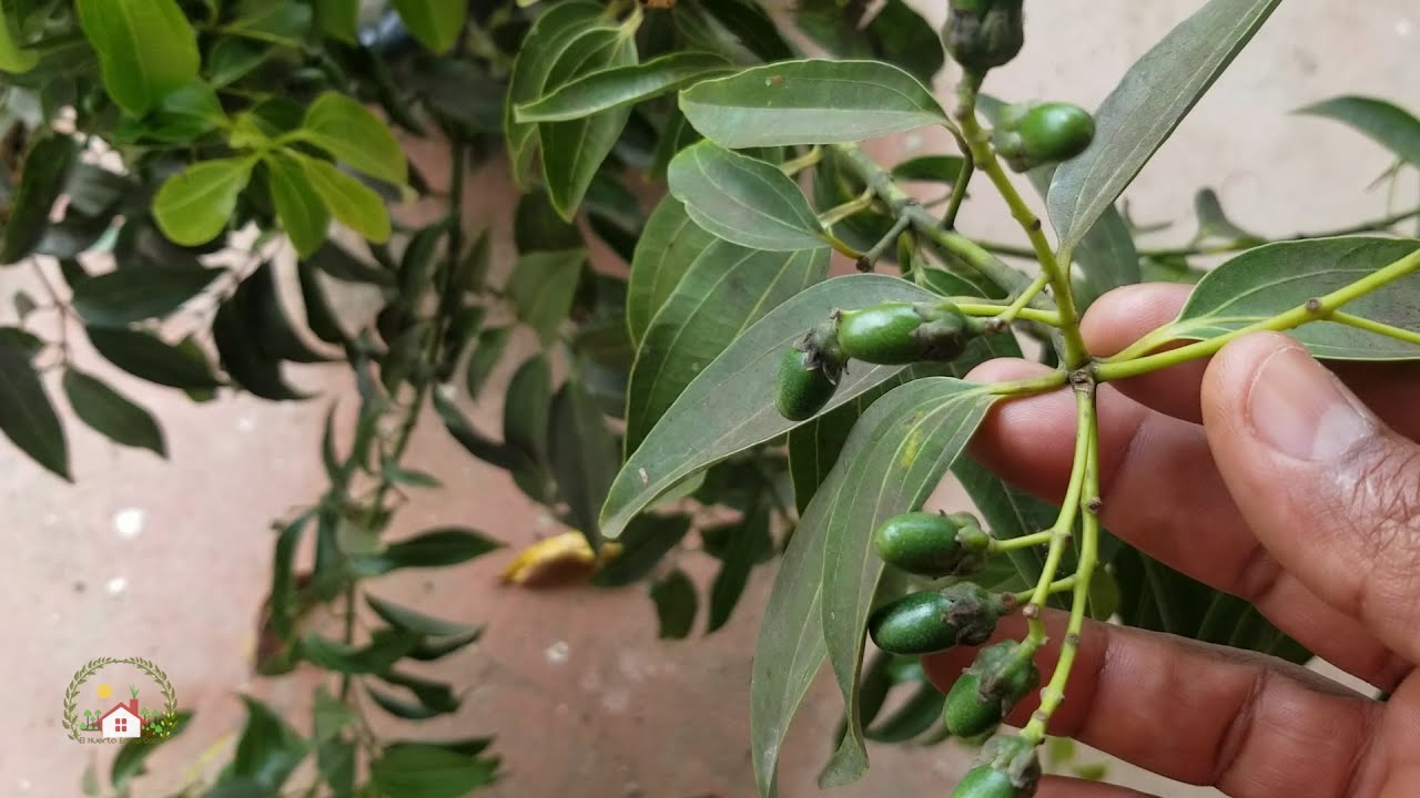 COMO COSECHAR, GERMINAR Y SIEMBRAR CANELA MUY FACIL EN CASA