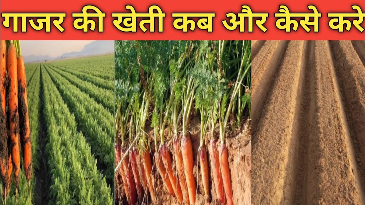 गाजर की खेती | अगेती गाजर की खेती कब और कैसे करे A to Z जानकारी ।