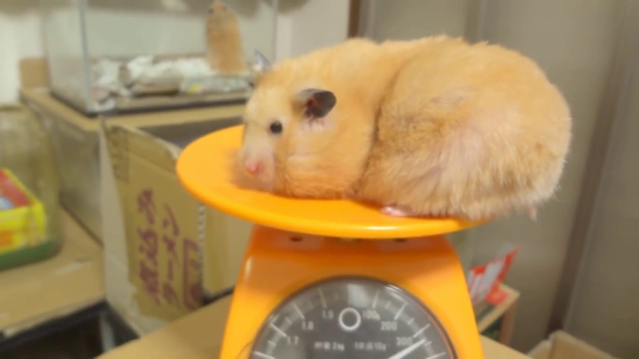 うちの大きさ NO 1とNO 2のオンナを体重測定
