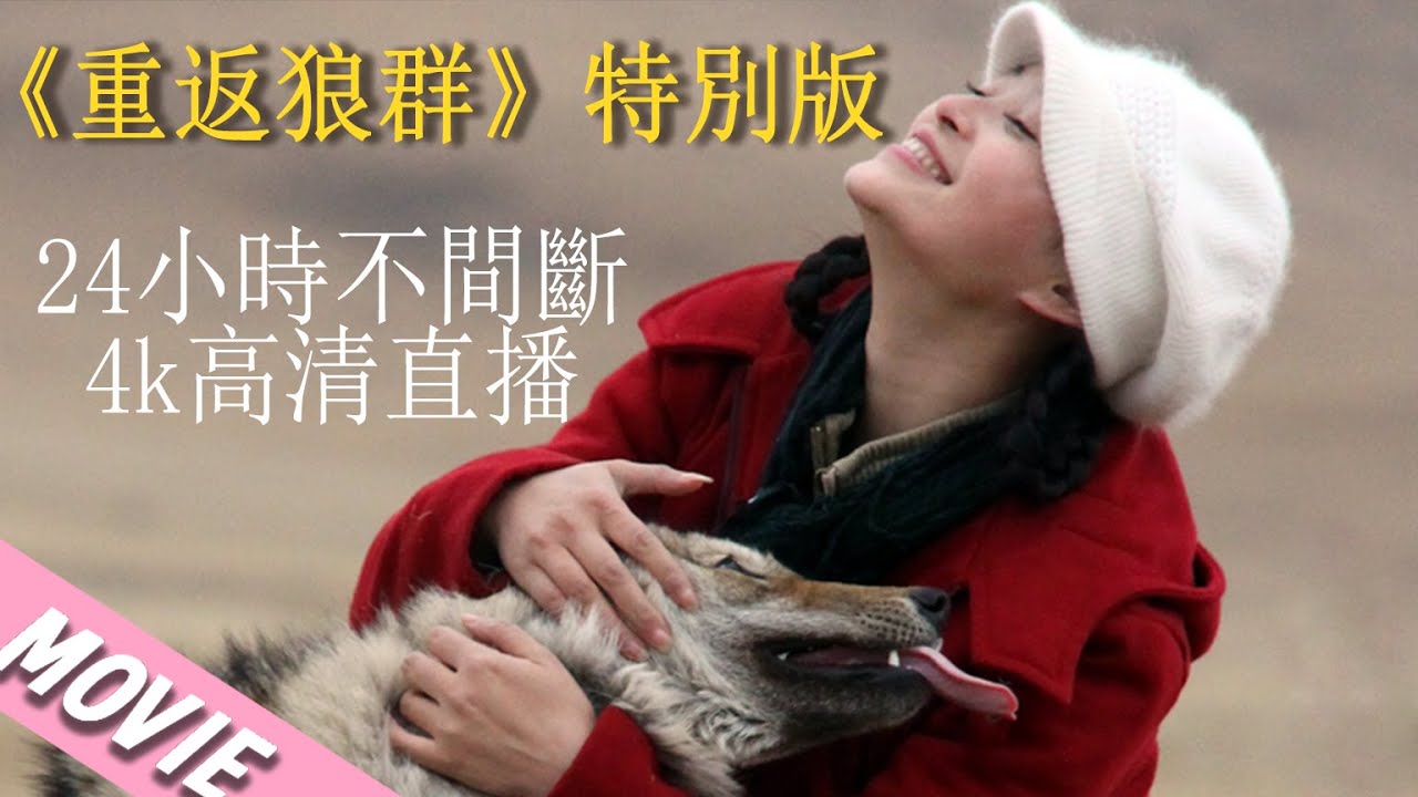 【重返狼群Return To The Wolves 】4k高修復版  #drama #cdrama #动物