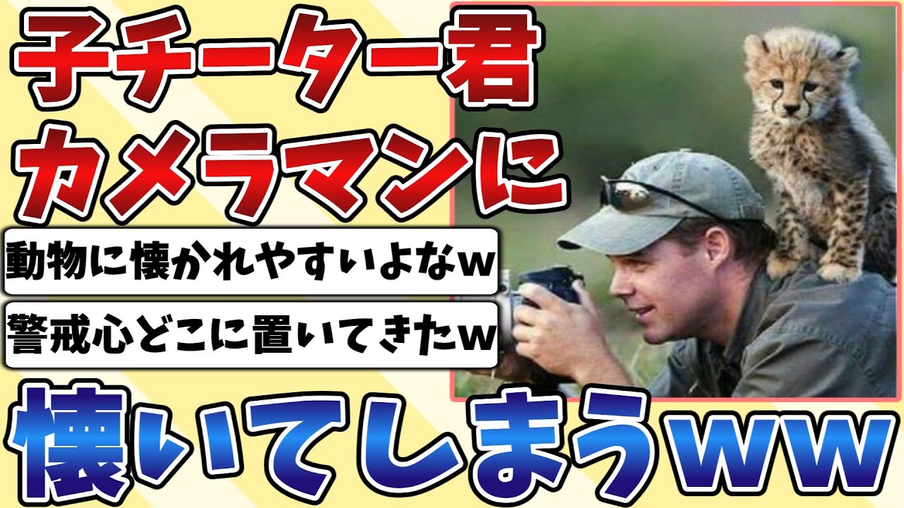 【2ch動物スレ】プロのカメラマンに『子チーター』が懐いて背中に乗ってしまう姿が可愛すぎるｗｗｗ