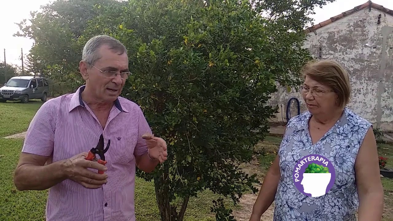 POMARTERAPIA Poda de formação realizada em pé de limão galego. (Quinta da Onça, Jumirim)