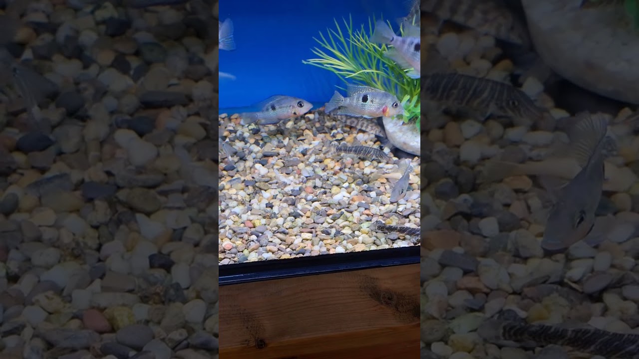 Firemouth cichlids fish zebra loach queen loaches Pakistani loaches yo yo loach fish