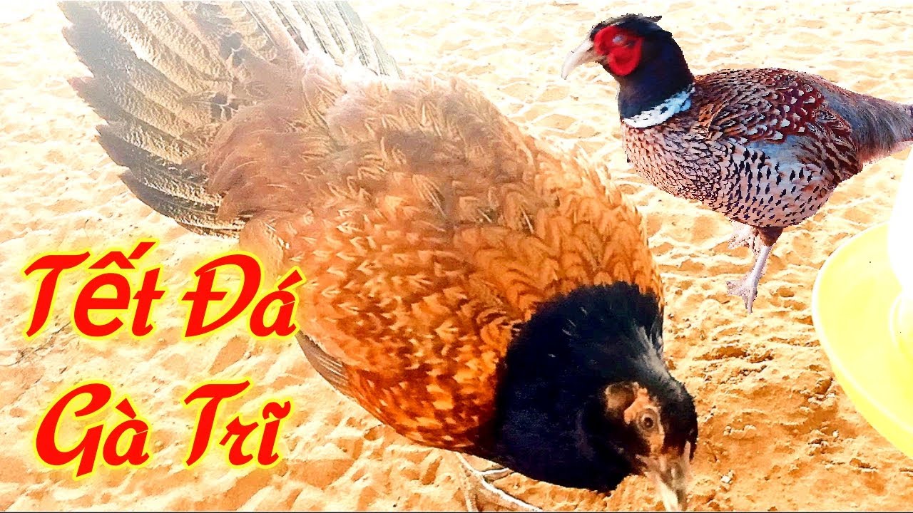 Gà lai chim trĩ đẹp độc đáo tại Vĩnh Long