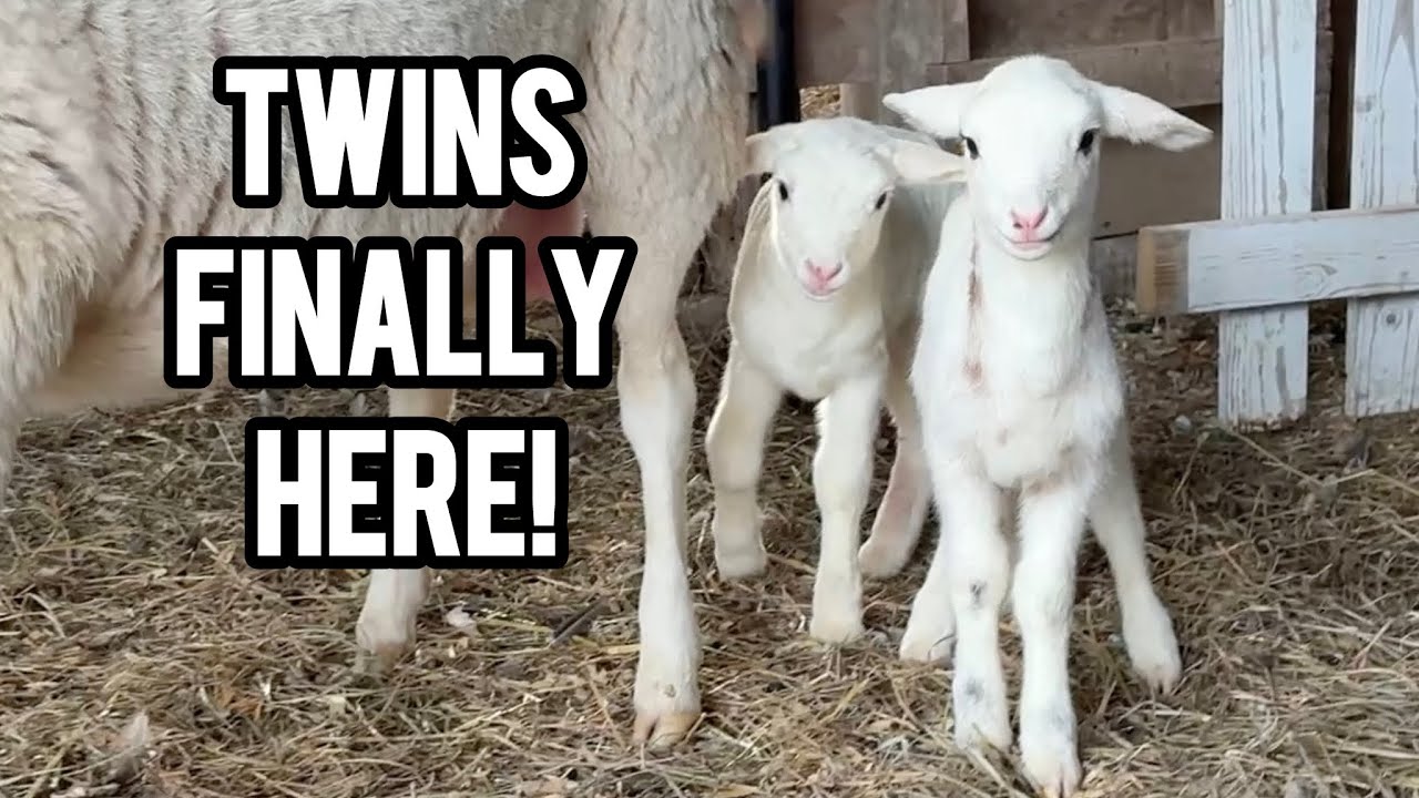 Наконец-то появились на свет новорожденные ягнята! БЛИЗНЕЦЫ! 🐑 Детеныши сельскохозяйственных живо...