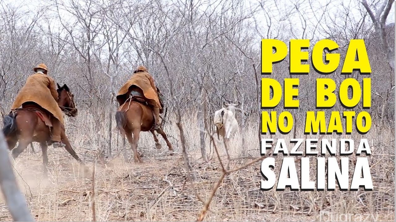PEGA DE BOI NO MATO NA FAZENDA SALINA EM PIO IX-PI