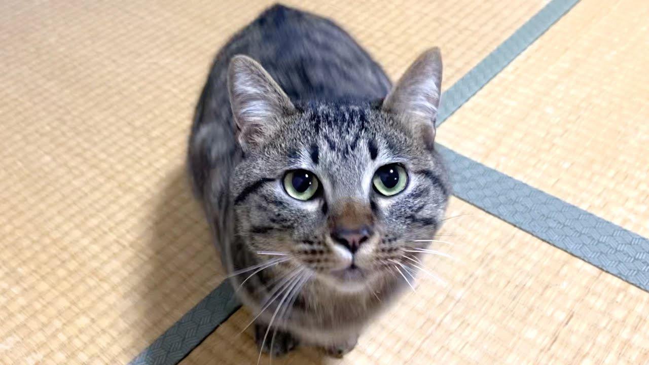 凶暴な子猫と遊んだら襲われて殺されかけた...