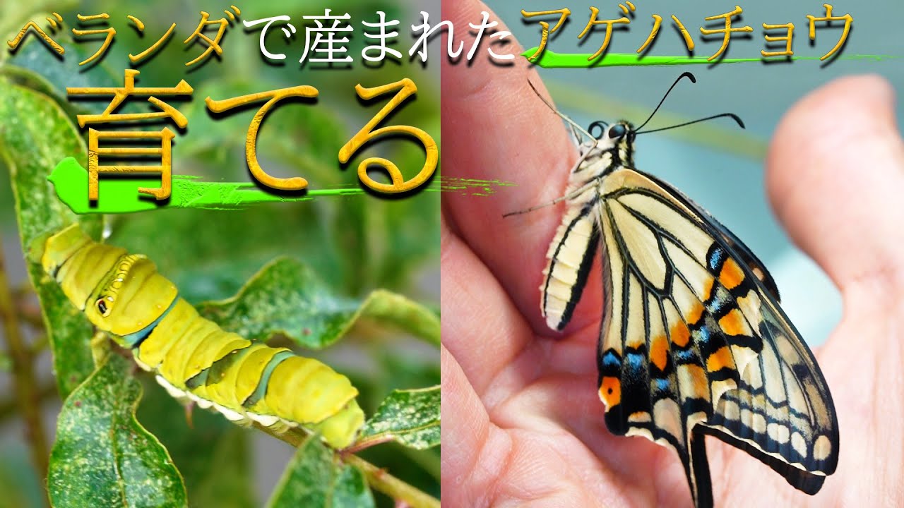 ベランダにやってきたアゲハチョウ幼虫を育てる方法
