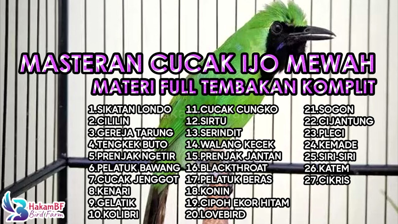 Masteran cucak ijo paling komplit paling mewah #masterancucakijo