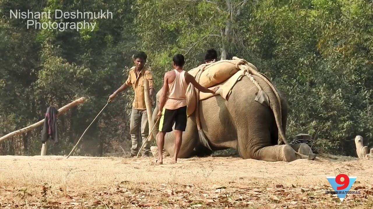 How is an elephant trained