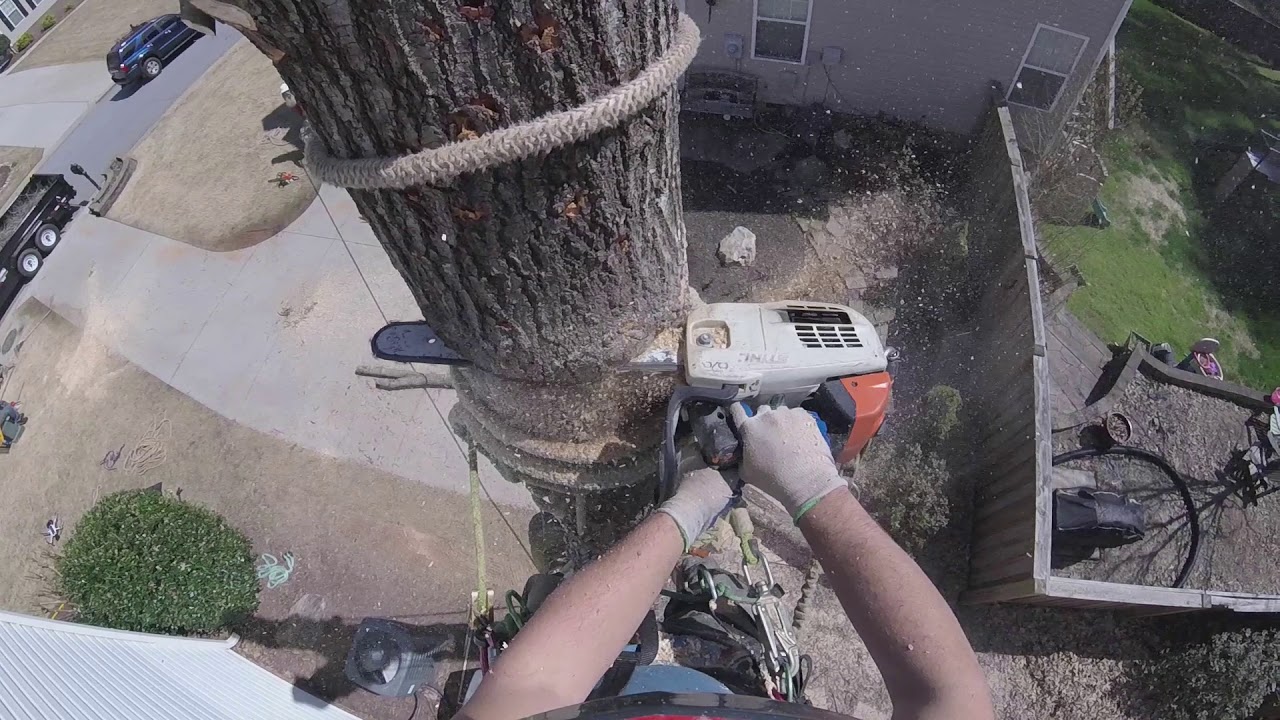Negative Rigging Sweetgum Tree Logs