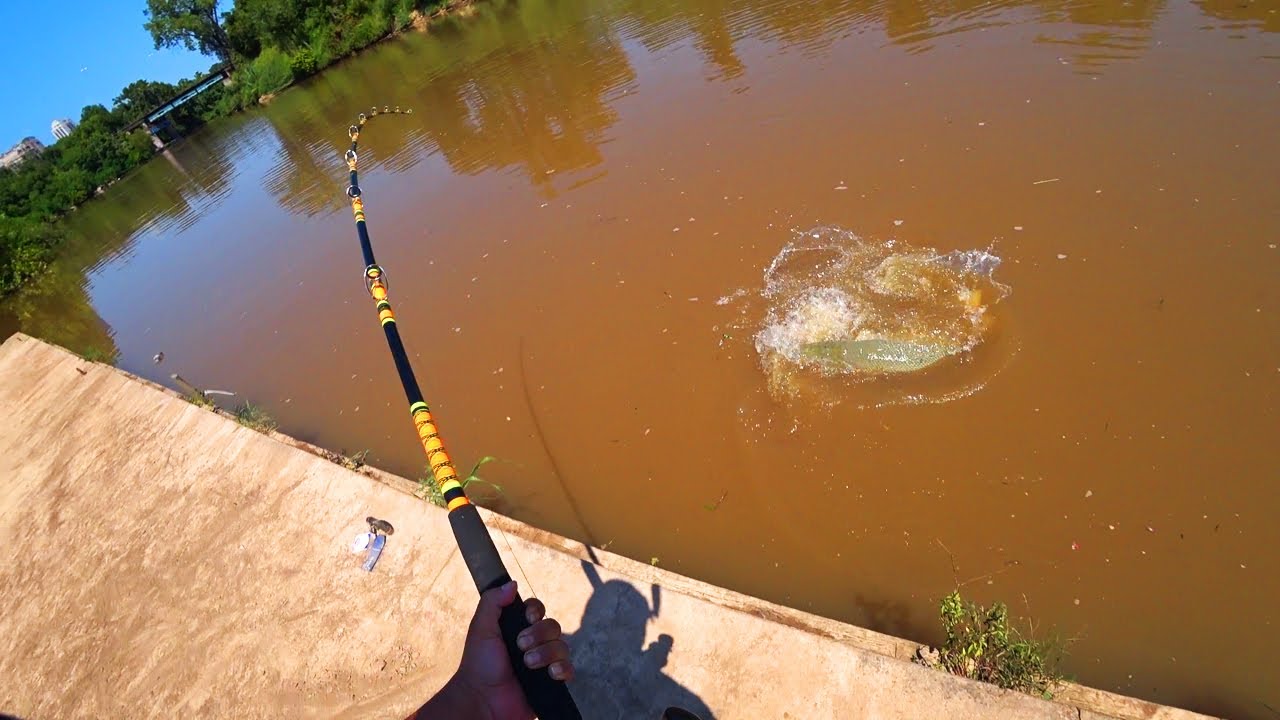 Houston BIGGEST Fish +150 lb beast!