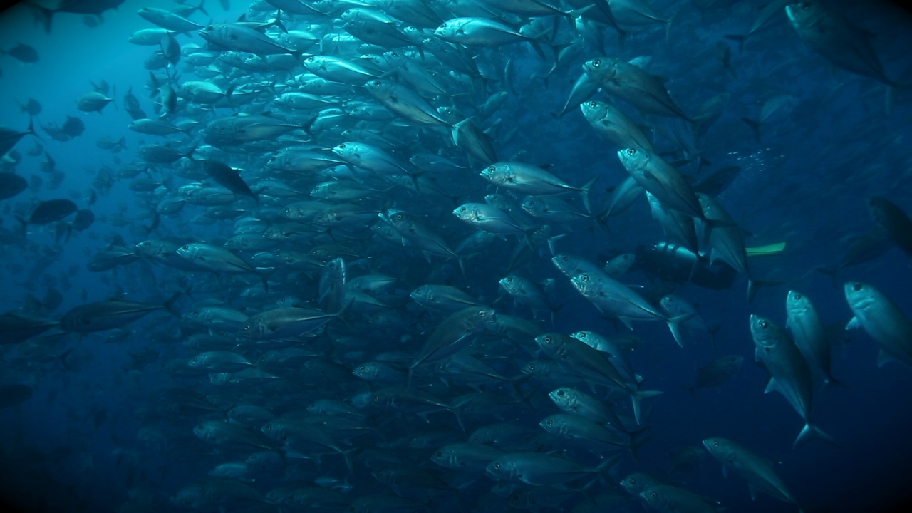 i 潛水 第二集 新春大魚群
