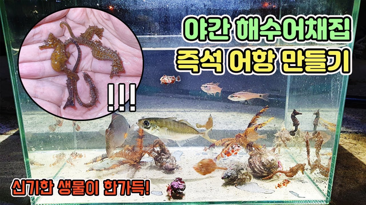 야간 해수어채집! 신기한 생물들 가득 채워서 즉석어항 꾸며보기! [TV생물도감]