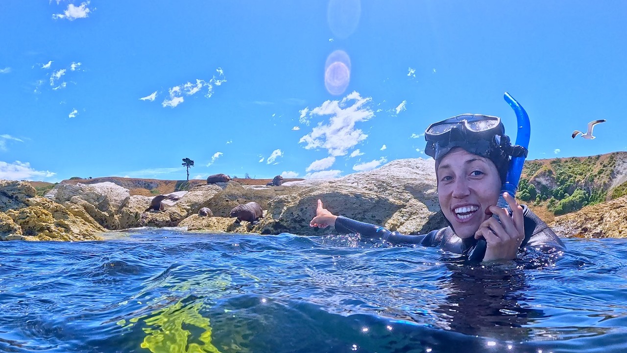 Kaikōura NZ - Seal Swim