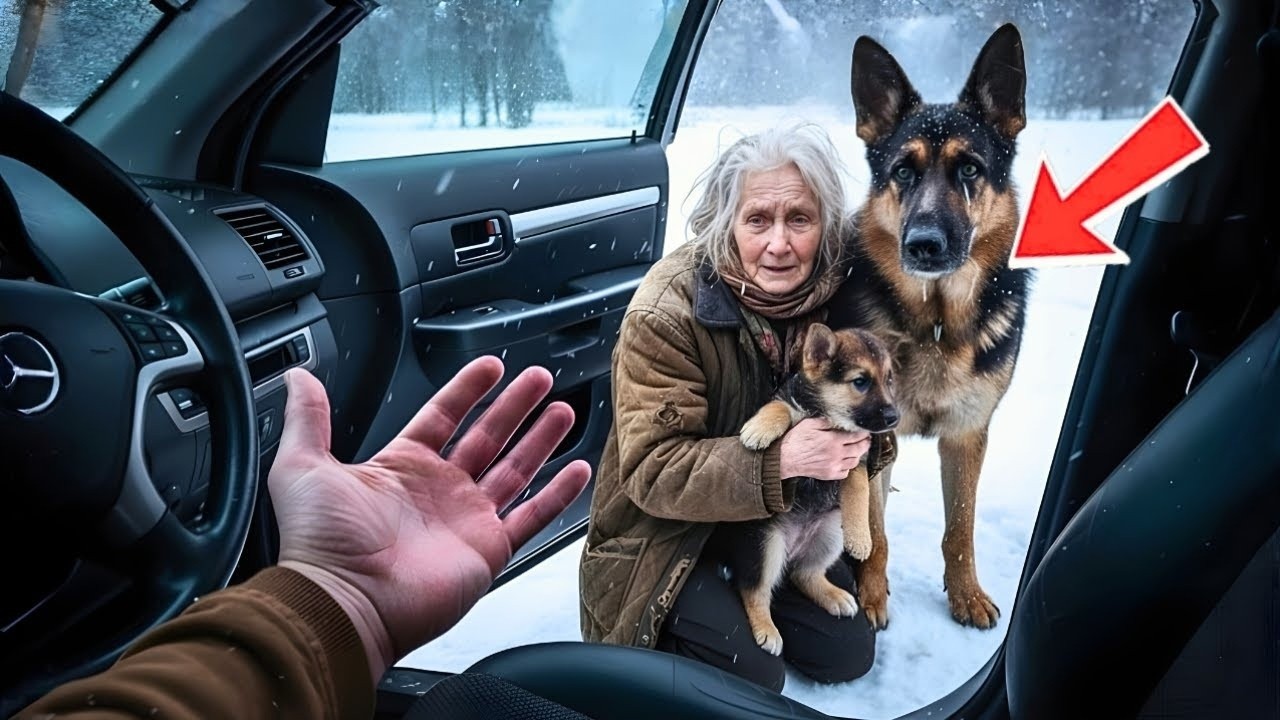 Un veterano se detuvo por una anciana y sus perros helados; lo que pasó después lo cambió todo