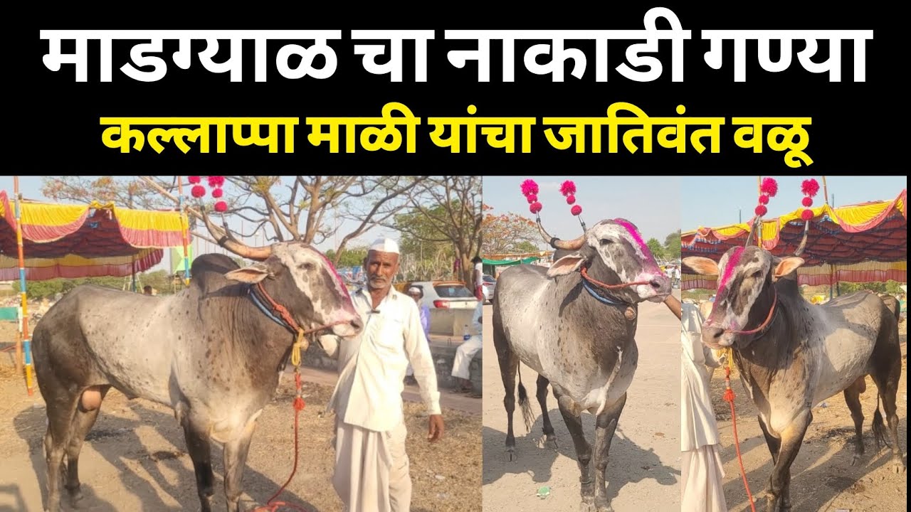 ♦️ माडग्याळ चा गण्या | कल्लाप्पा माळी यांचा जातिवंत नाकाडी वळू गण्या | माडग्याळचा नाकाडी गण्या