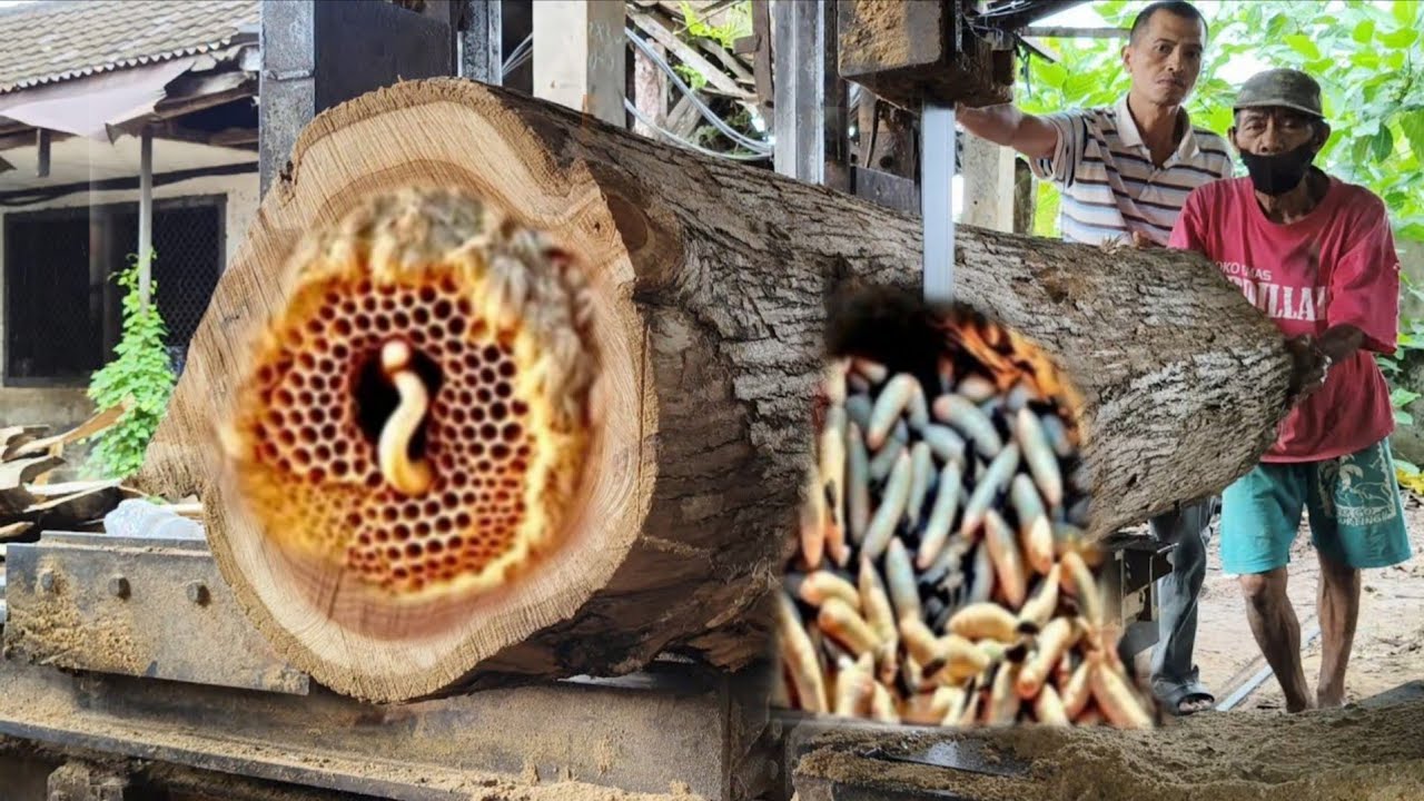 Fantastic... The price of a teak log is equivalent to a luxury car. 