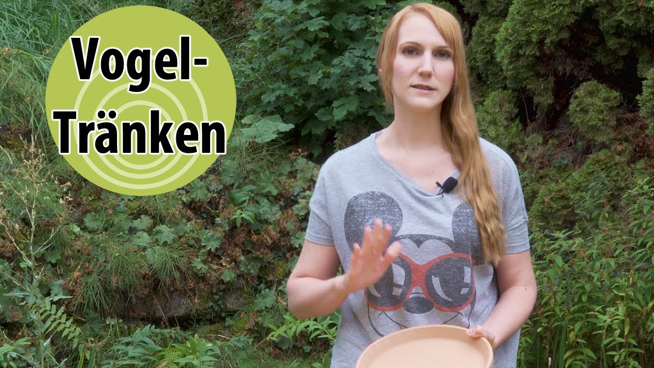 Vogeltränken im eigenen Garten - was muss ich beachten?
