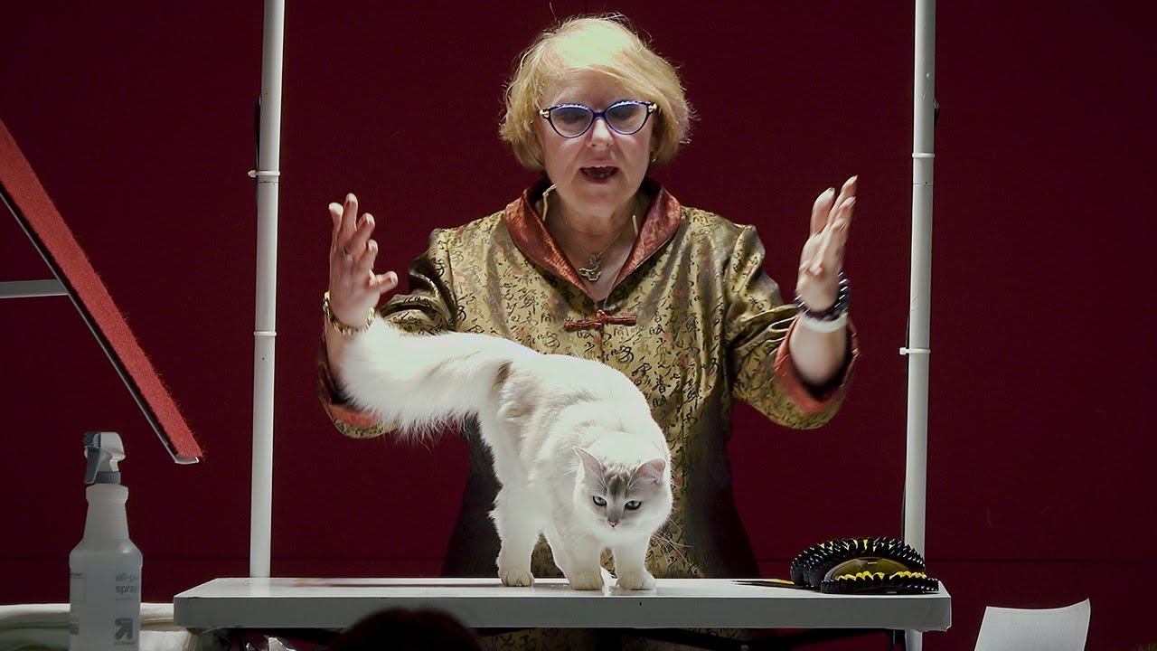 CFA International Cat Show 2017 - Rachel Anger Allbreed Champion Final Top 10