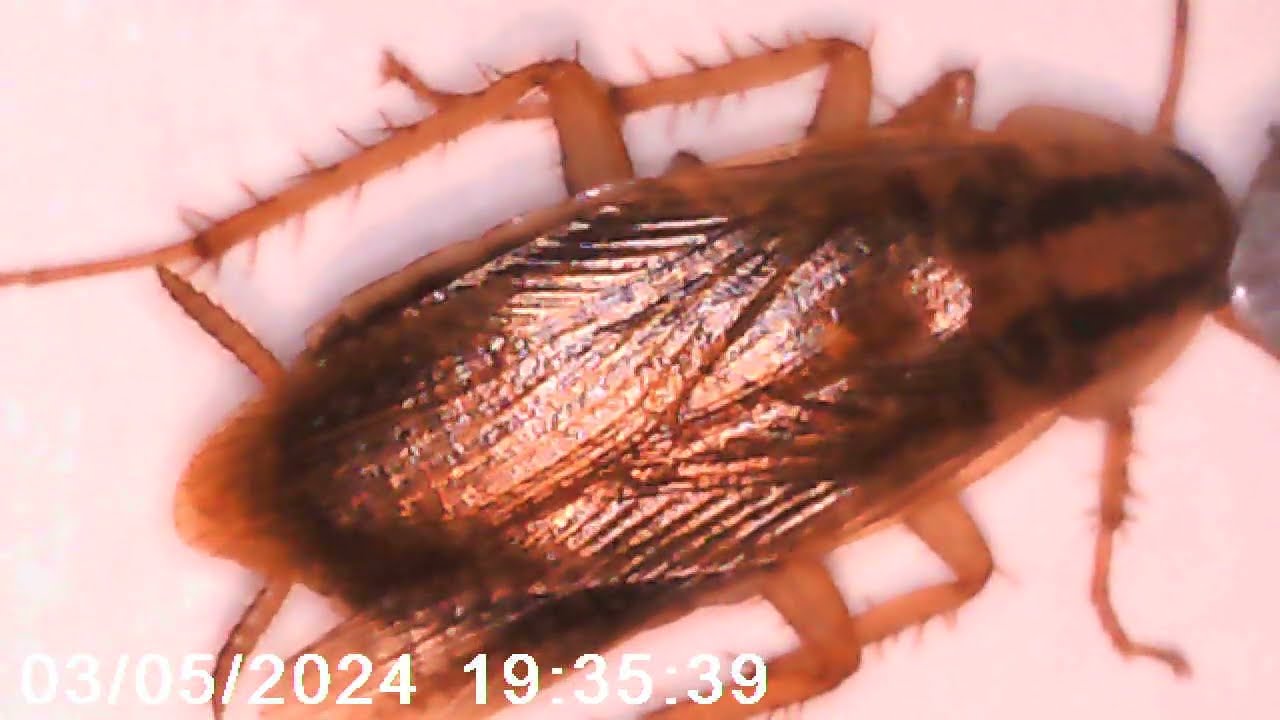 Top View of German Cockroach 1000x magnification|micro beast hunter