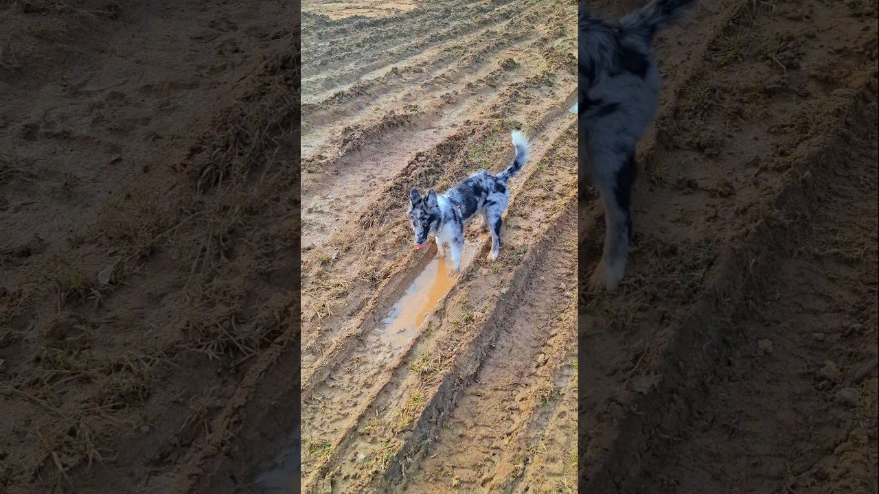 1 sekunda&hellip; i już w błocie 😳🐶 | 1 second&hellip; and straight into mud 😂